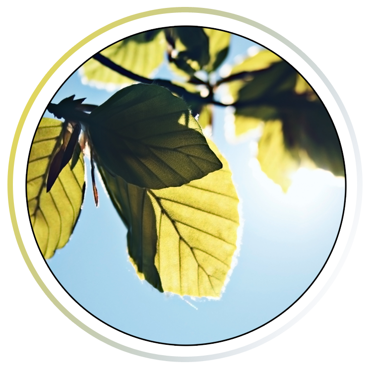 Biology4Teachers - photosynthesis